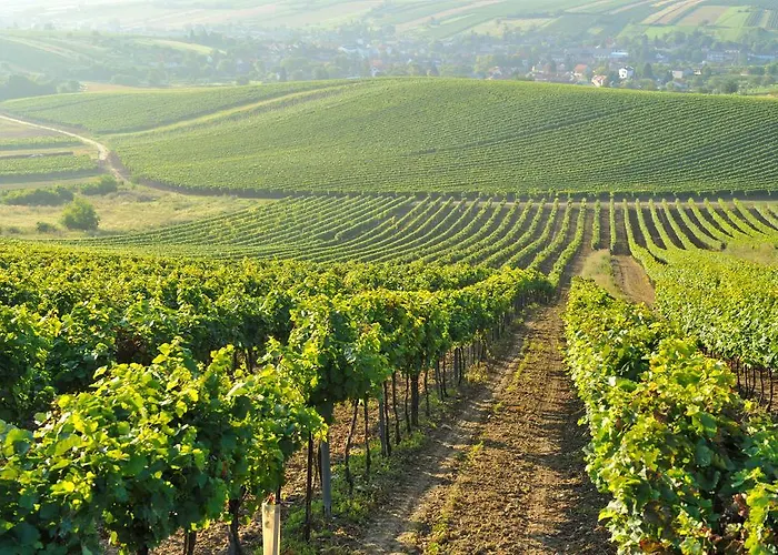 Zum Siebenschlaefer Farm stay *